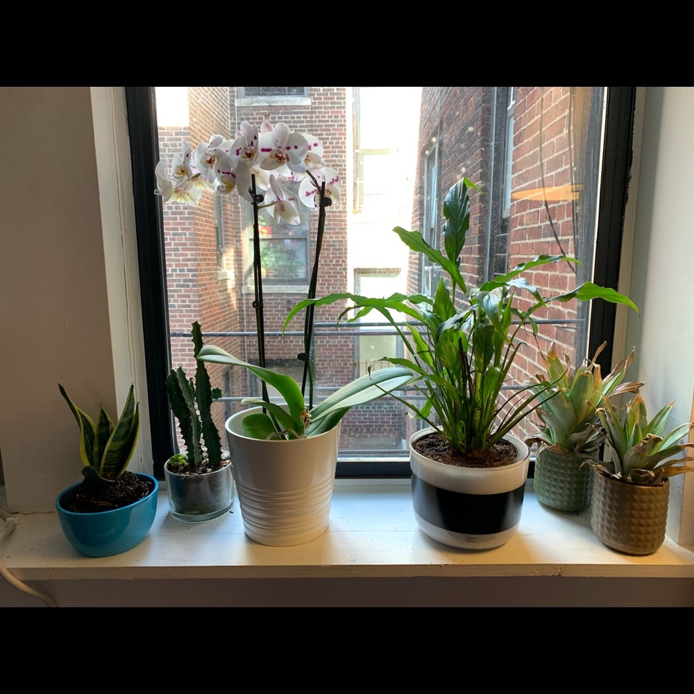 Meet your Posher, Elsa